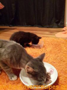kitty food
